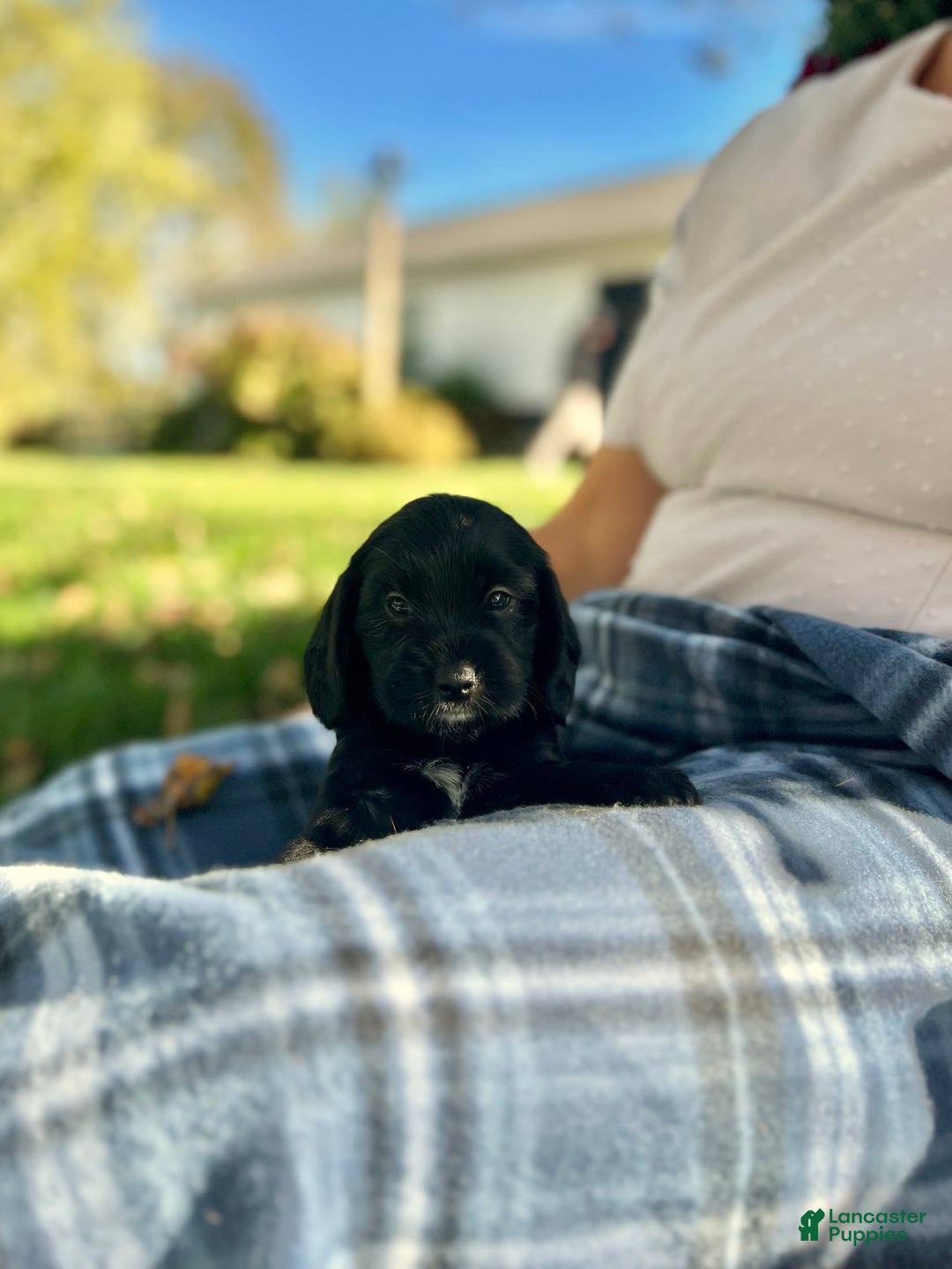 Mixed Breed dogs for sale: Bella  - Ad 1