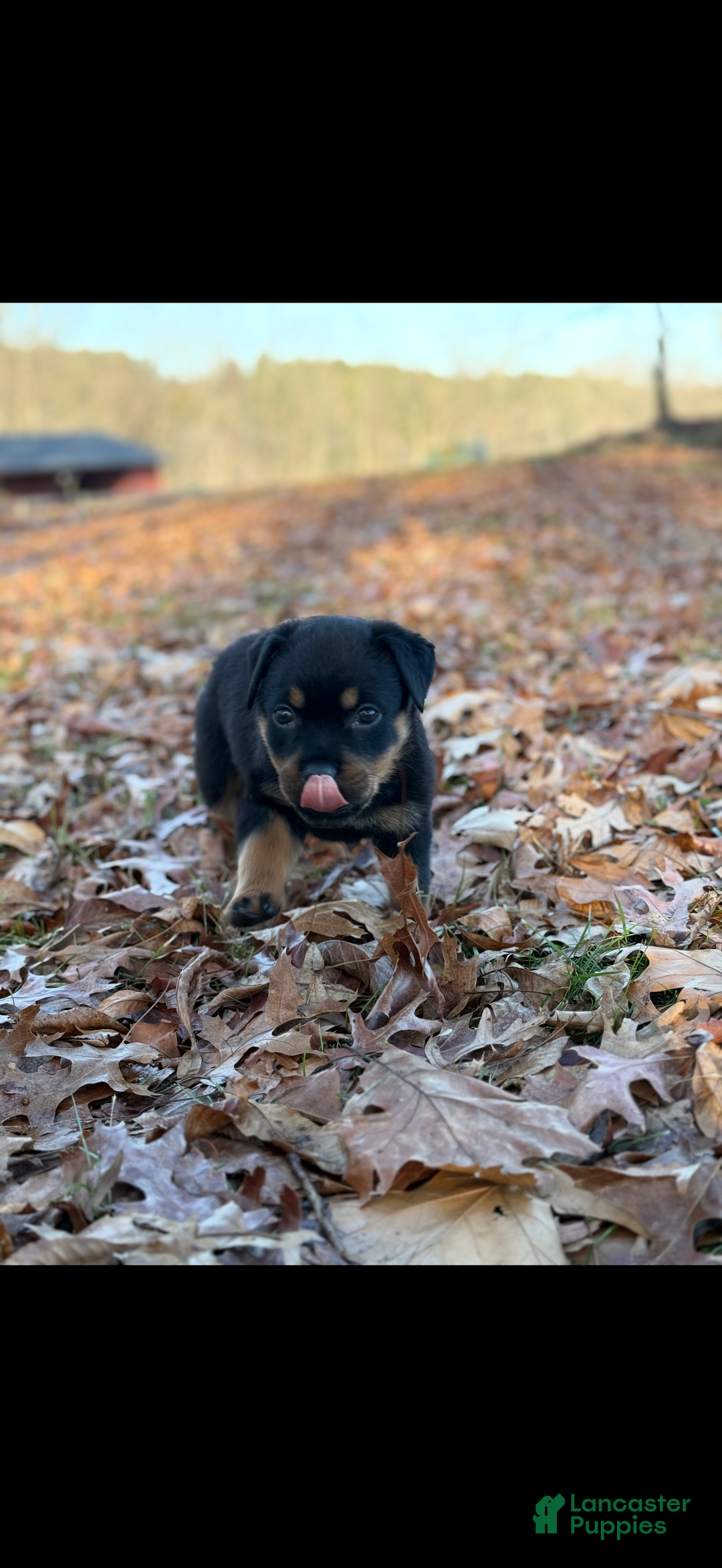 Rottweiler dogs for sale: Princess  - Ad 3