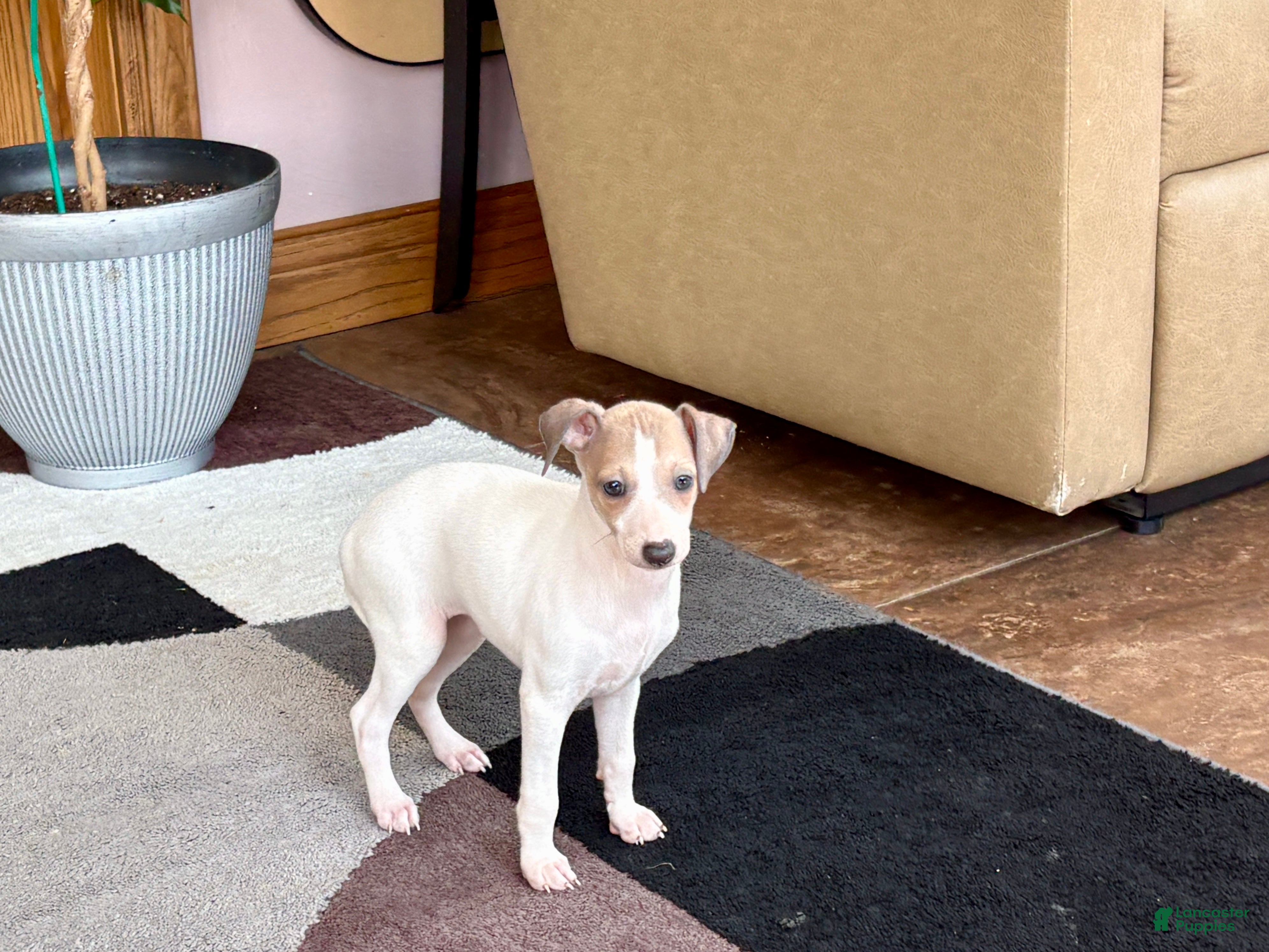 Italian Greyhound dogs Italian Greyhound female 3 white and fawn  - Ad 1