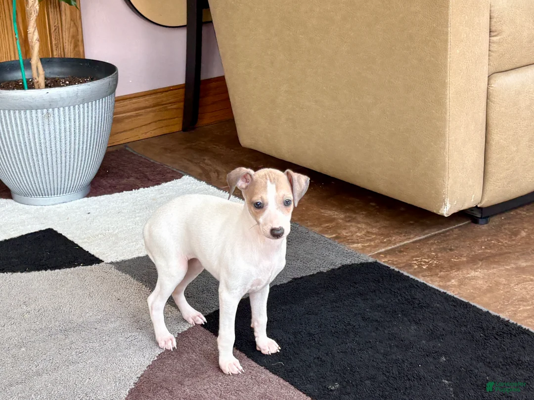 Italian Greyhound dogs for sale: Italian Greyhound female 3 white and fawn  - Ad 1