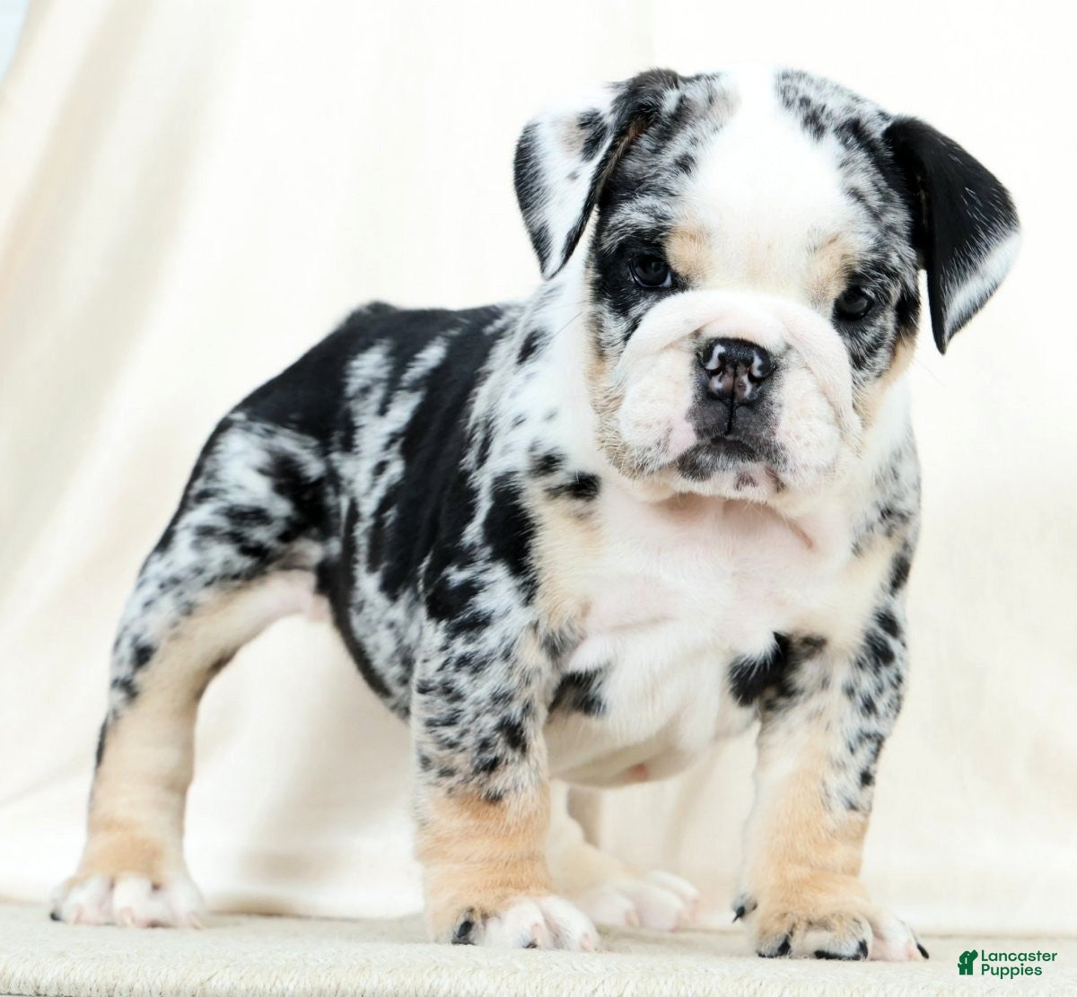 English Bulldog dogs Bellarina - Ad 2