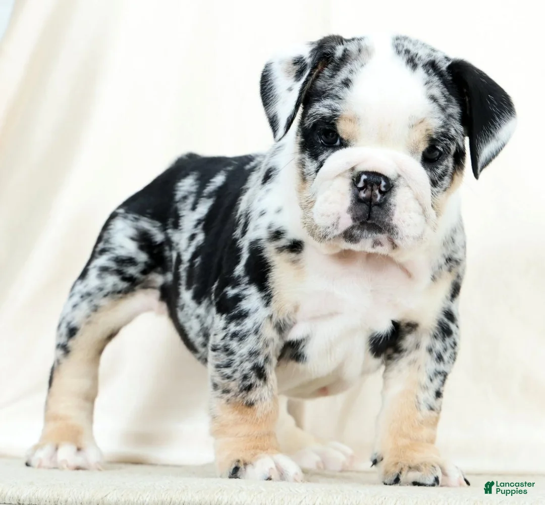 English Bulldog dogs for sale: Bellarina - Ad 2