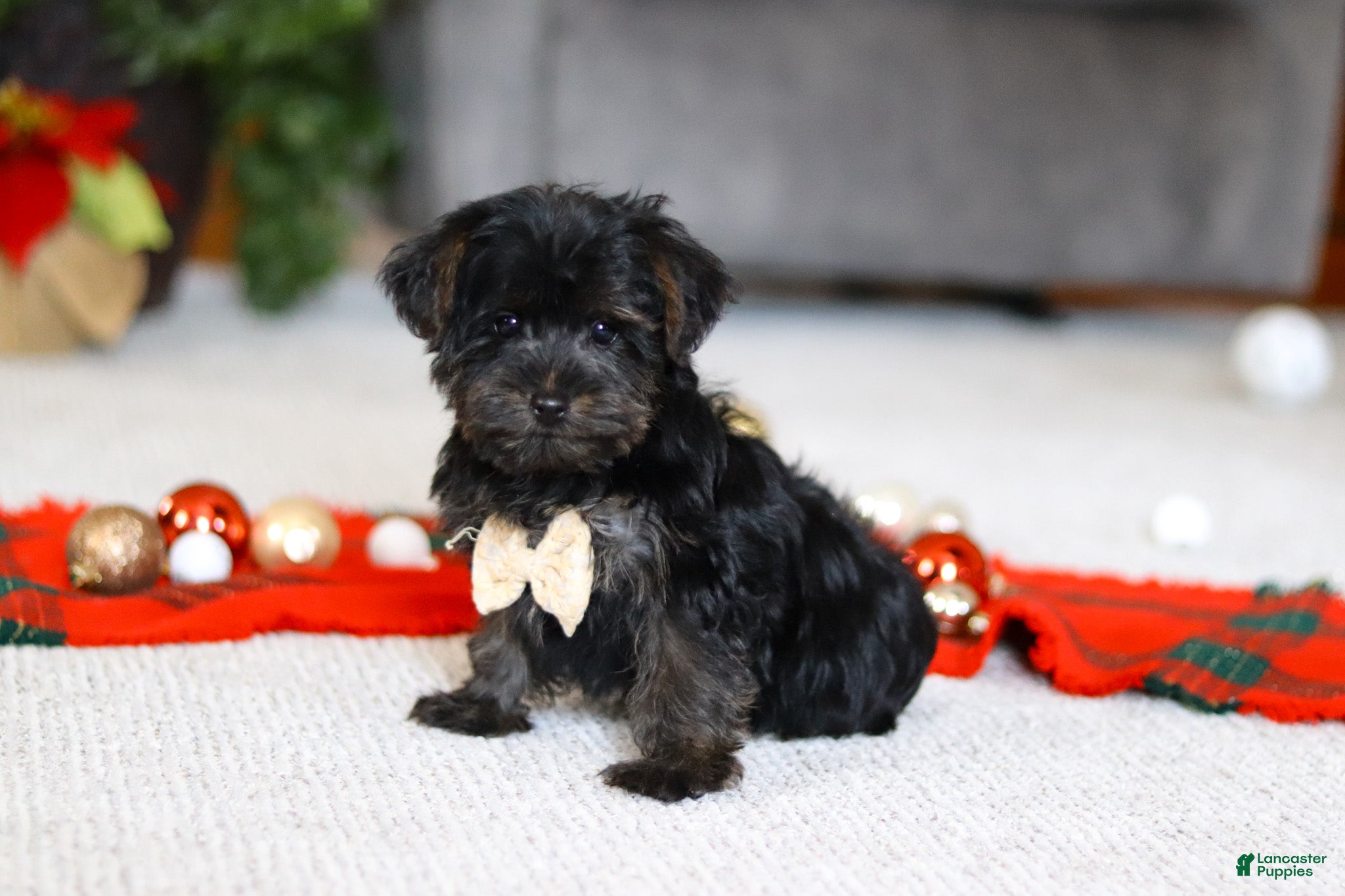 Yorkiepoo dogs Jason - Ad 22