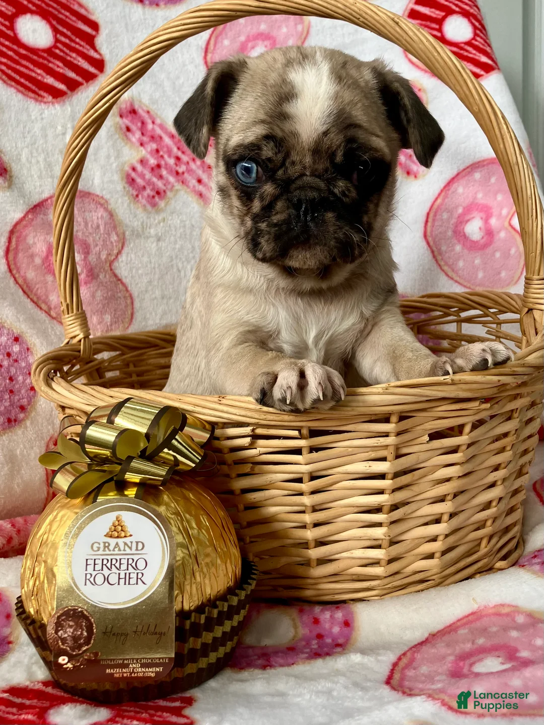 Pug dogs for sale: Chase - Ad 2