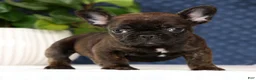 French Bulldog dogs for sale: Hitch - Ad 8
