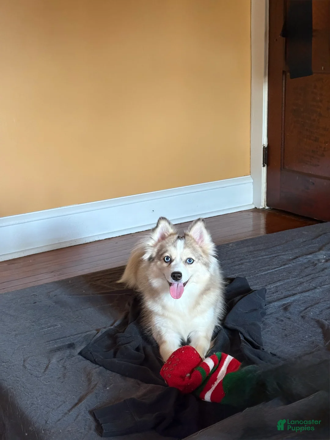 Pomsky dogs for sale: Suga - Ad 5