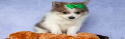 Pomeranian dogs for sale: Ernie🐾 - Ad 4