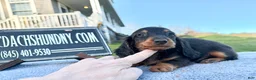 Miniature Dachshund dogs for sale: AKC Russian boy - Ad 6