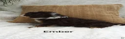 Mini Bernedoodle dogs for sale: Ember  - Ad 4