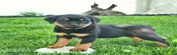 Rottweiler dogs for sale: Buttercup  - Ad 3