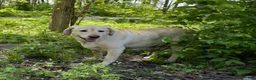 Labrador Retriever dogs for sale: Bear - Ad 4