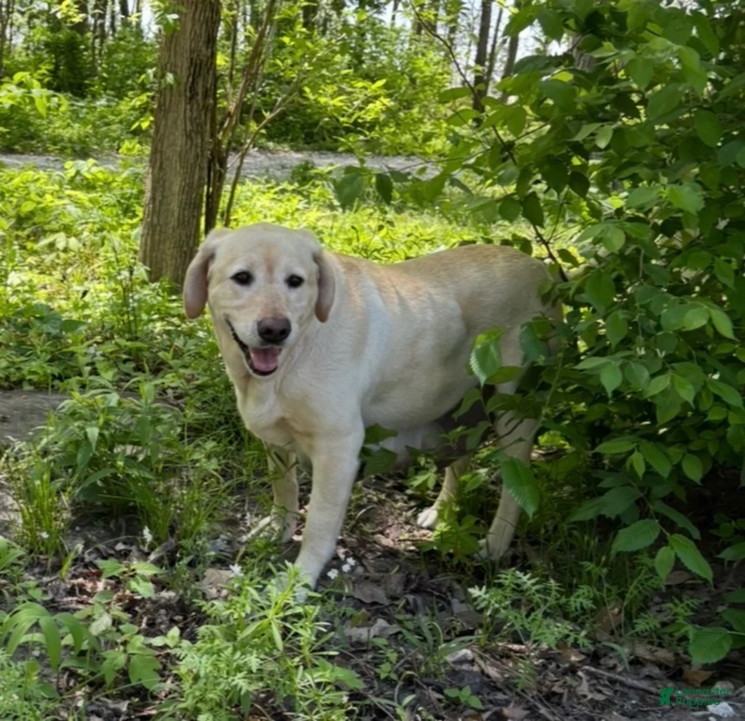 Labrador Retriever dogs for sale: Prince - Ad 2