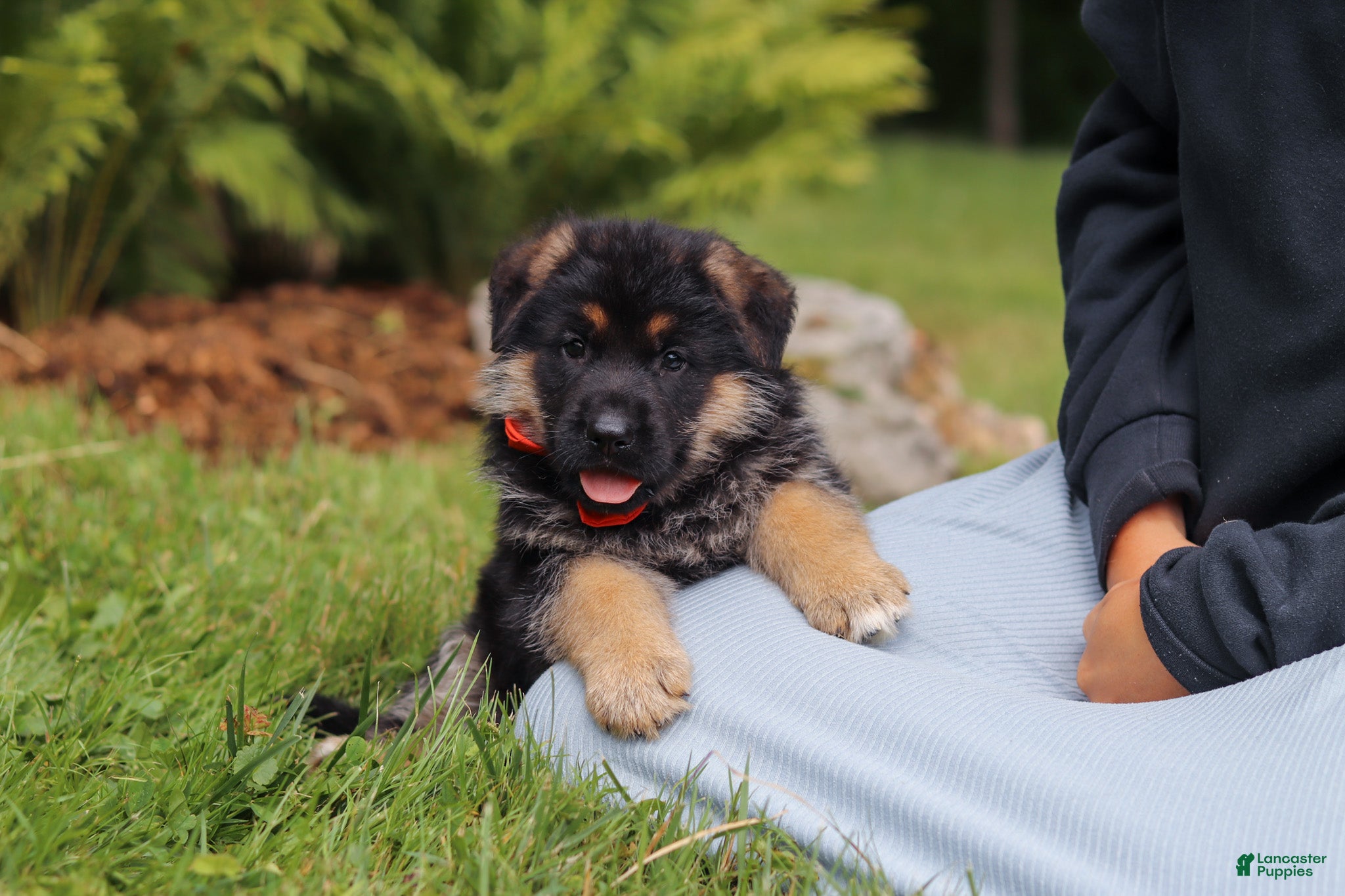 German Shepherd dogs German Shepherd 1 - Ad 1