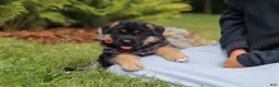German Shepherd dogs for sale: German Shepherd 1 - Ad 1