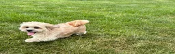 Lhasa Apso dogs for sale: Sammy - Ad 12