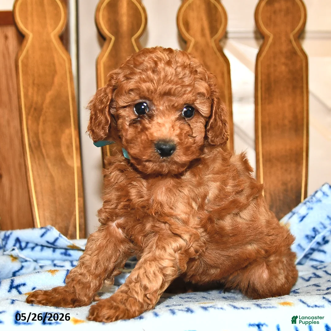 Cavapoo dogs for sale: Penny - Ad 1