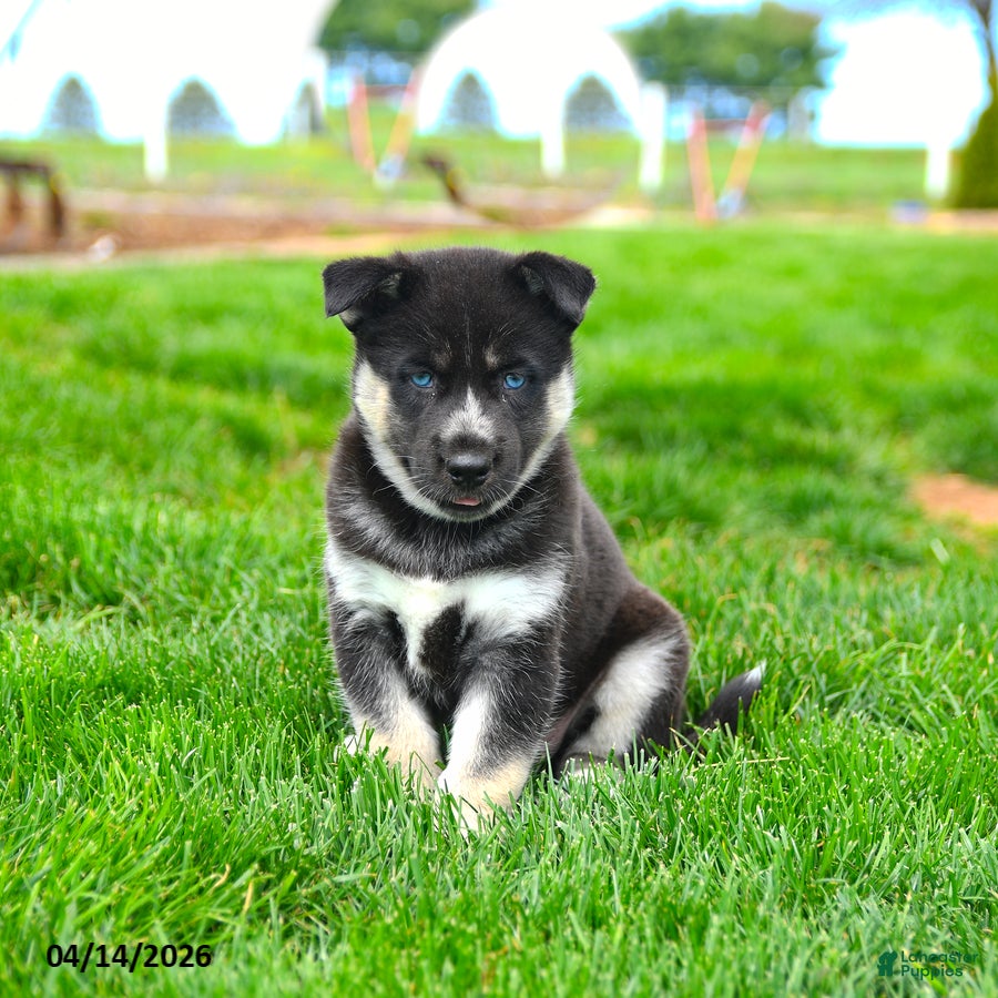 Gerberian Shepsky dogs Forrest - Ad 1