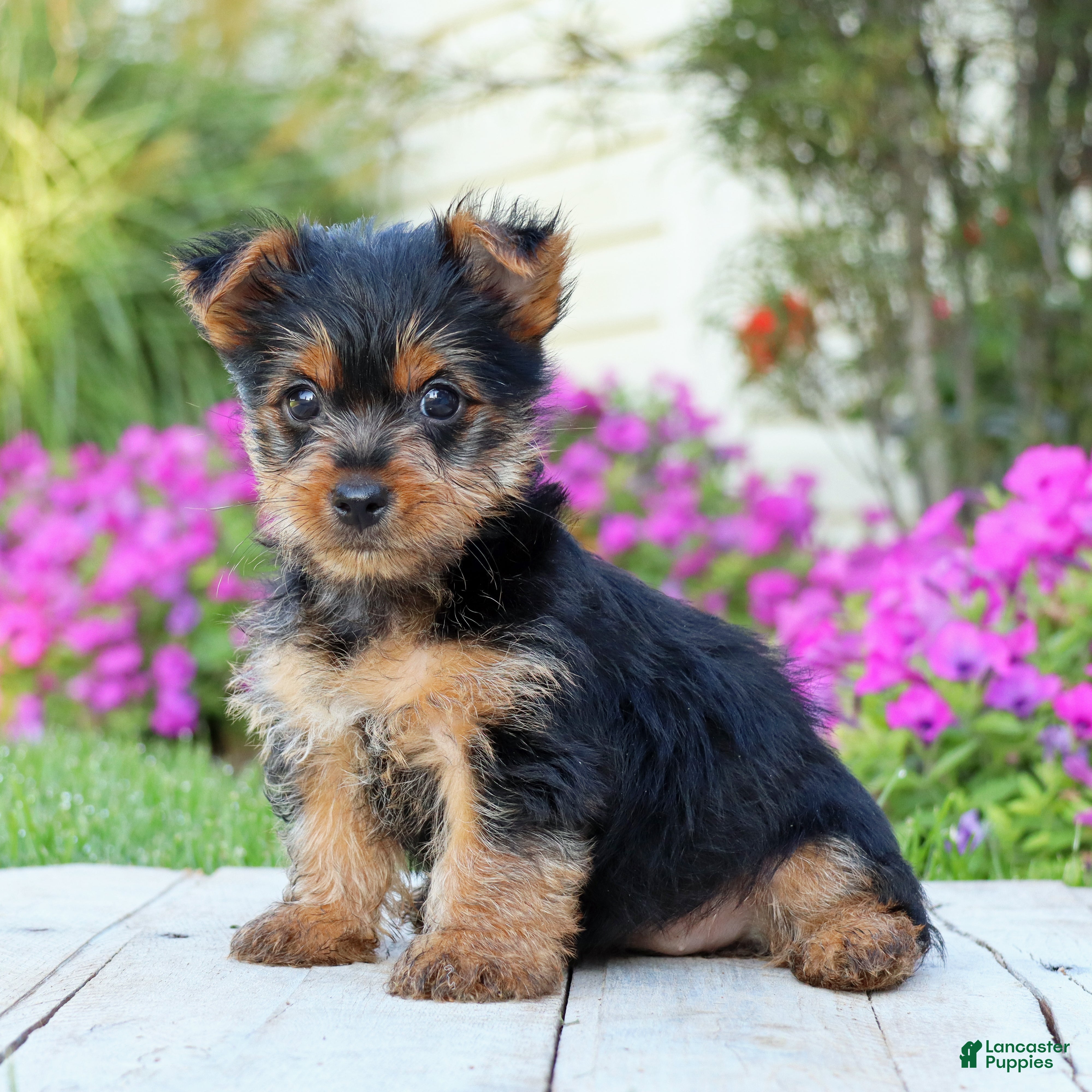 Yorkshire Terrier dogs Tia - Ad 2