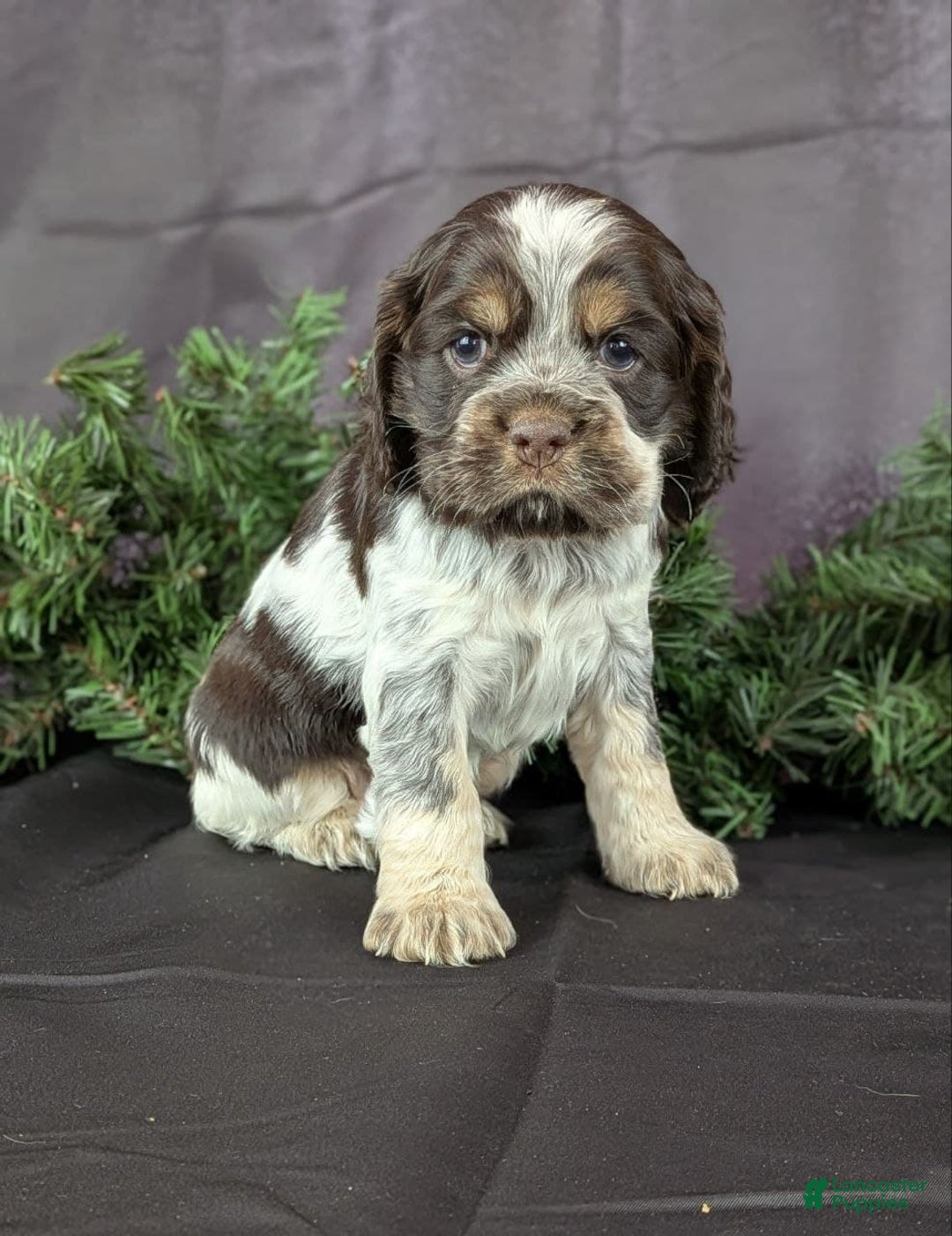 Cocker Spaniel dogs for sale: Valentina - Ad 1