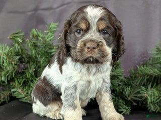 Cocker Spaniel dogs Valentina - Ad 40