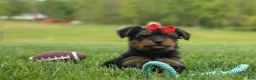 Yorkshire Terrier dogs for sale:  Benji  💛🐾 - Ad 16