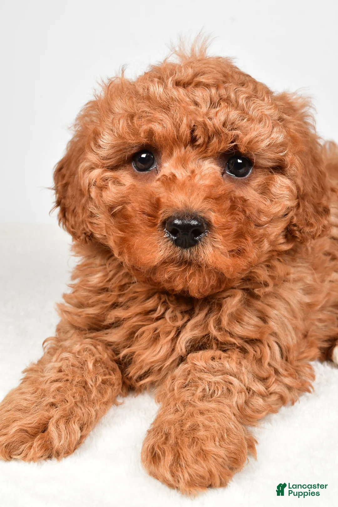 Cavapoo dogs for sale: Harper - Ad 6