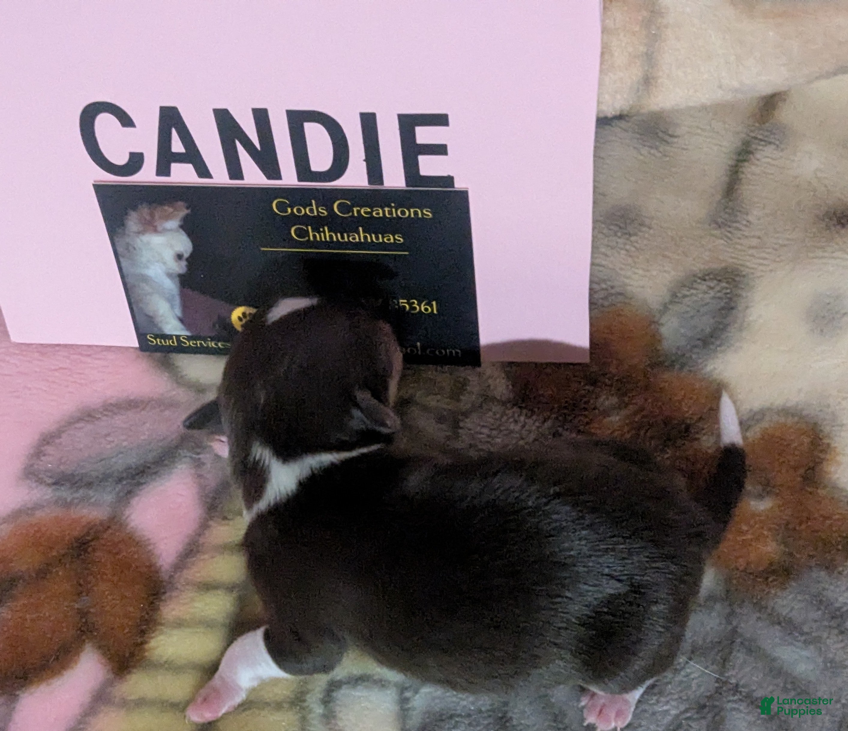 Chihuahua dogs for sale: Candie  - Ad 2
