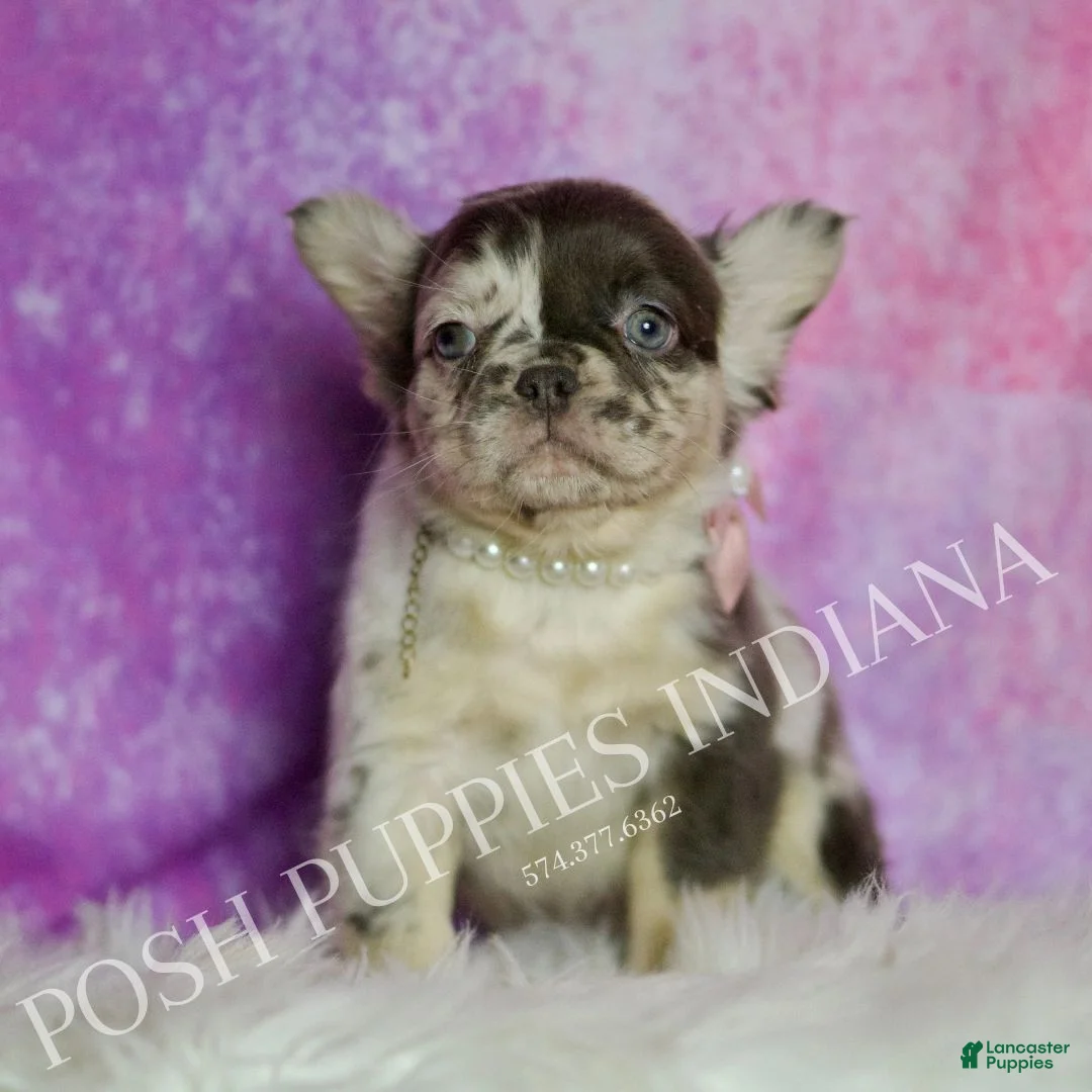 French Bulldog dogs for sale: Cocoa - Ad 2