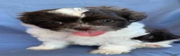 Shih Tzu dogs for sale: Muffin - Ad 4