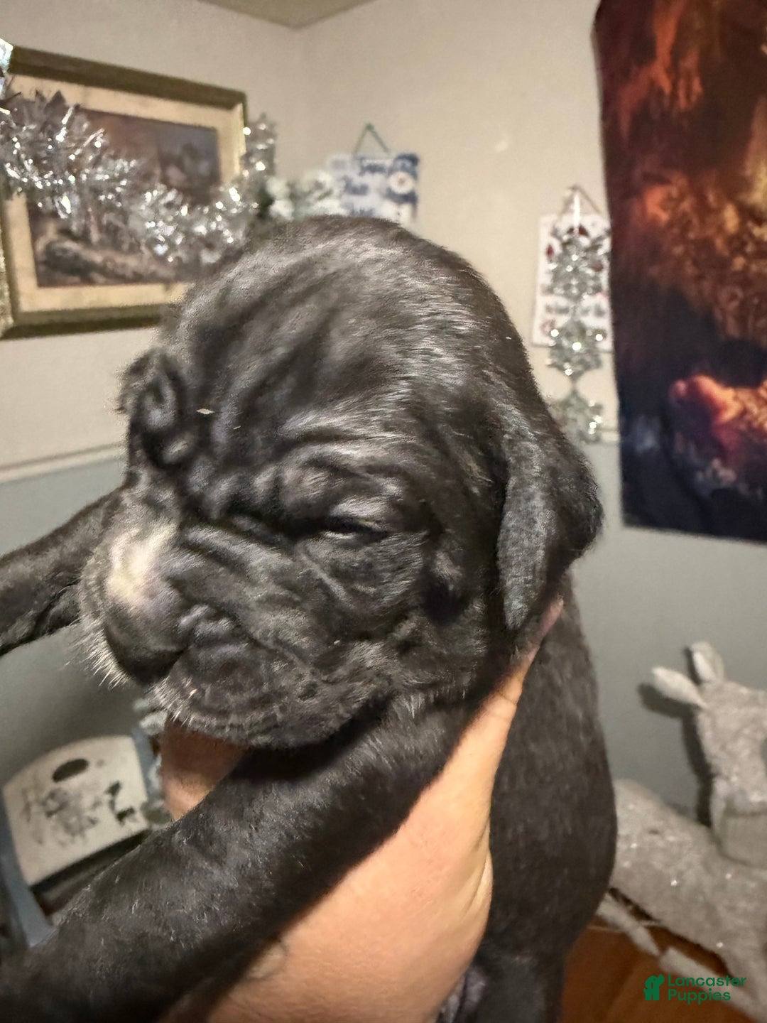 Cane Corso dogs for sale: Cane Corso Puppy 5 - Ad 5