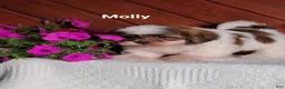 Shih Tzu dogs for sale: Molly  - Ad 6