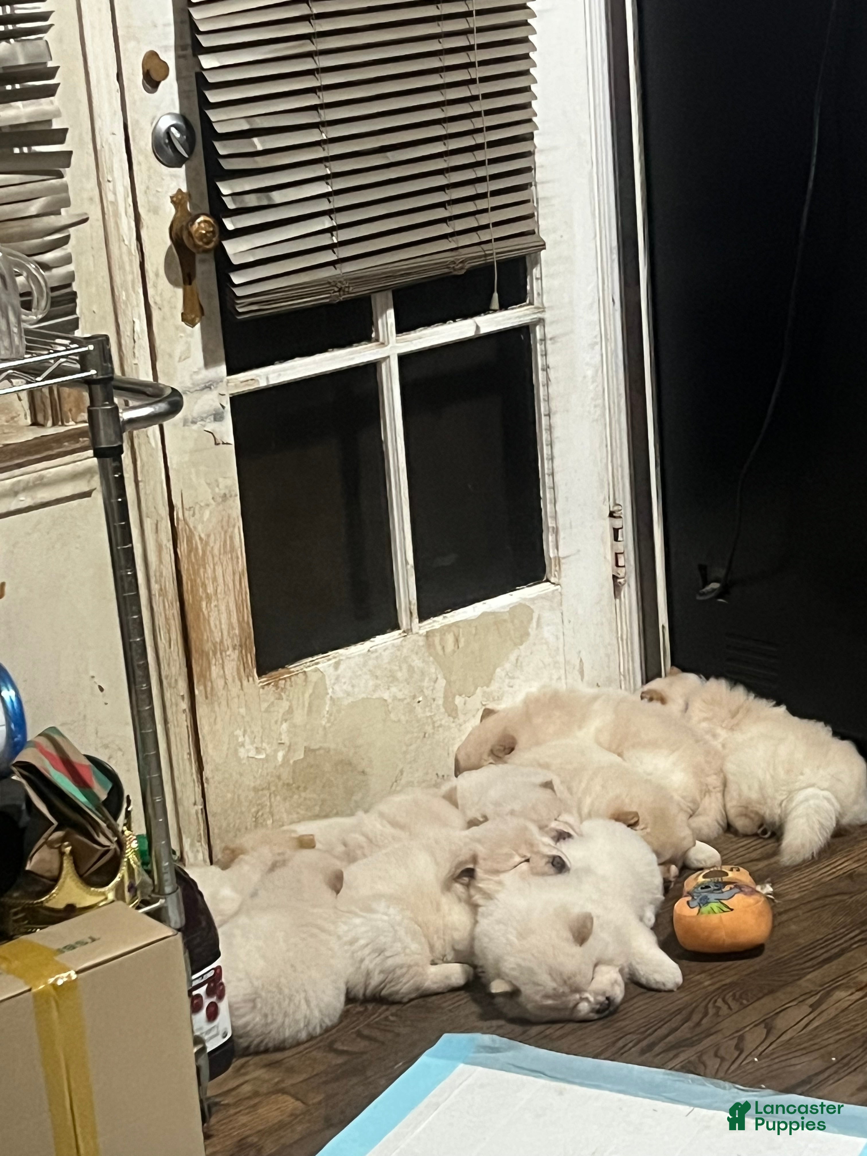 Chow Chow dogs Chow Chow Puppy 8 - Ad 2