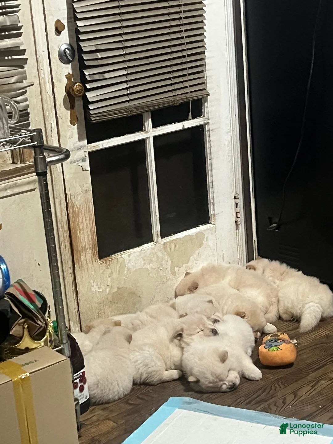 Chow Chow dogs for sale: Chow Chow Puppy 8 - Ad 1