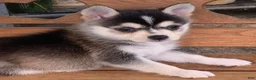 Alaskan Klee Kai dogs for sale: Scout – Tiny Size Mini Husky Boy - Ad 6