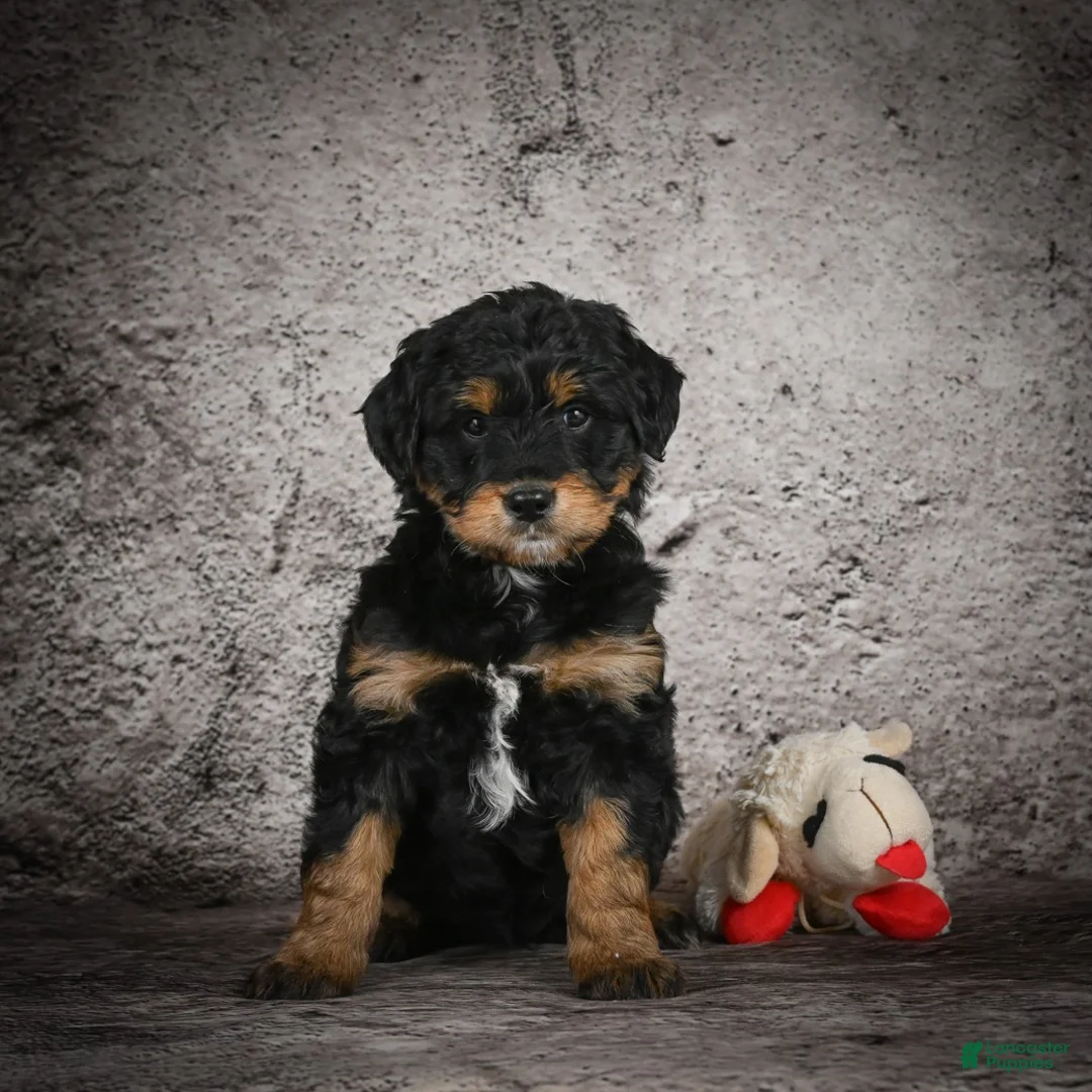 Mini Goldendoodle dogs for sale: Madison - Ad 2
