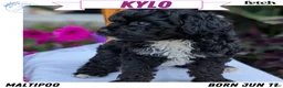 Maltipoo dogs for sale: Kylo - Ad 1