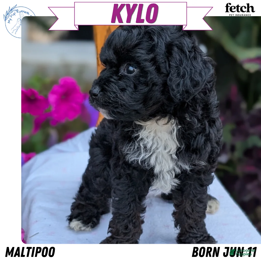 Maltipoo dogs for sale: Kylo - Ad 1