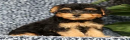 Yorkiepoo dogs for sale: Ricky - Ad 3