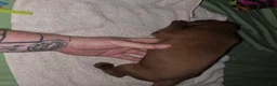 Redbone Coonhound dogs for sale: Redbone Coonhound 7(orange) - Ad 5
