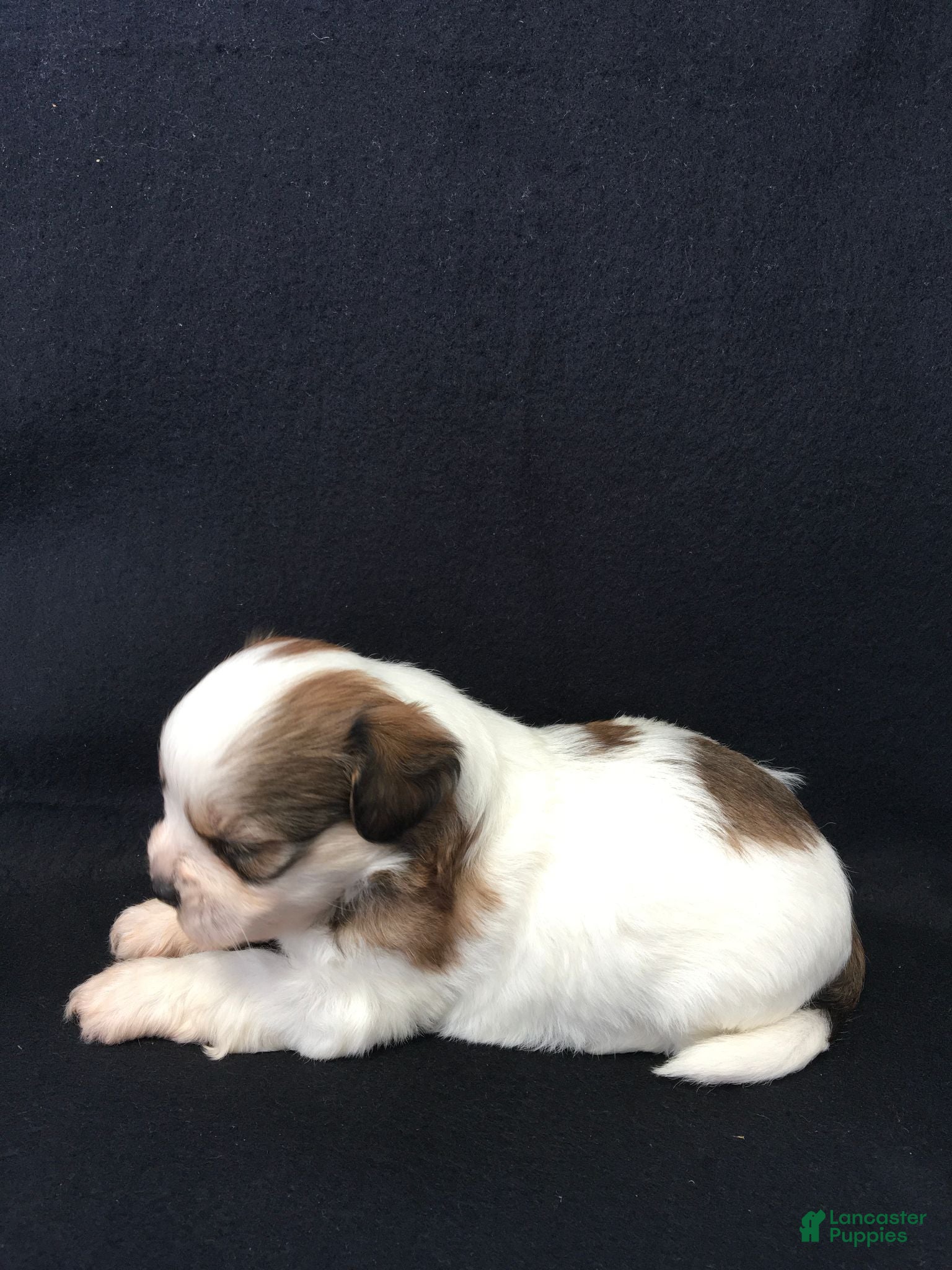 Shihpoo dogs Riley - Ad 2