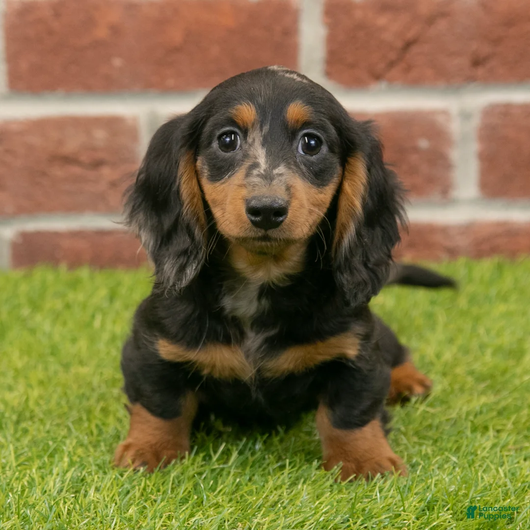 Miniature Dachshund dogs for sale: Becky - Ad 3