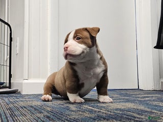 American Bully dogs American Bully Puppy 1 - Ad 1