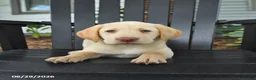 Labrador Retriever dogs for sale: Satin - Ad 3