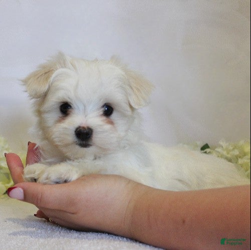 Maltese dogs Brooke - Ad 1