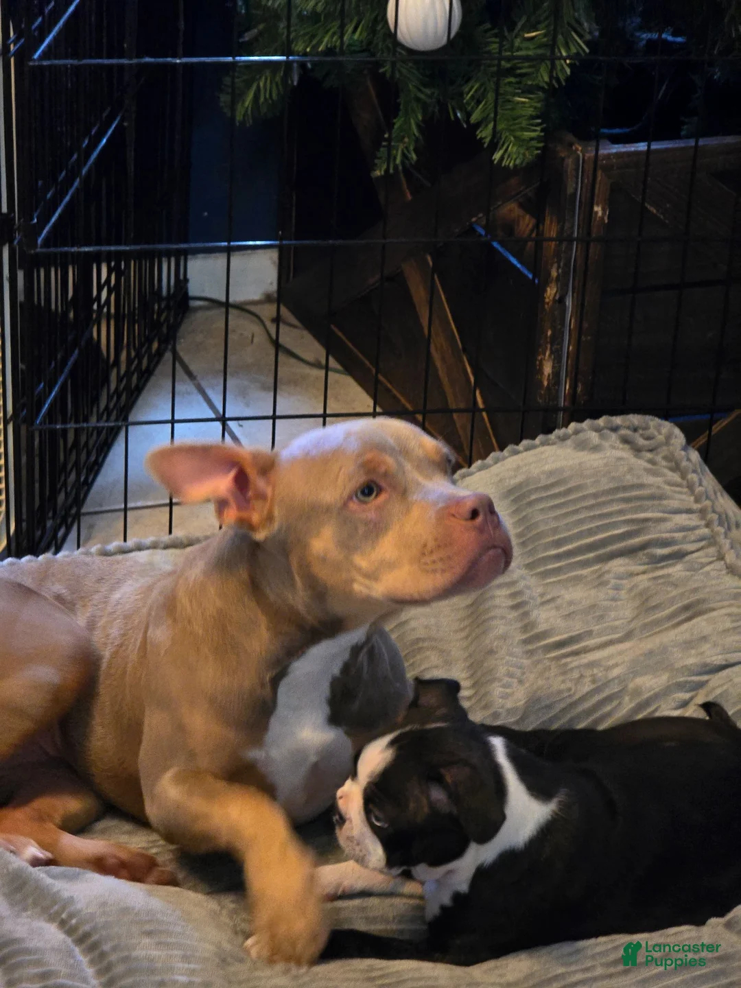American Bully dogs for sale: American Bully  - Ad 2
