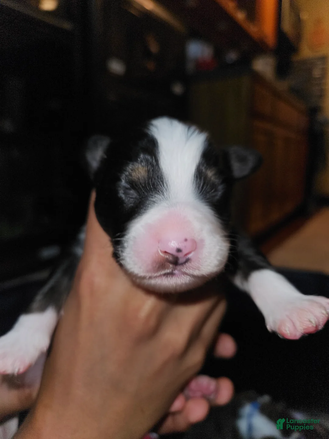 Miniature Australian Shepherd dogs for sale: Bruno  - Ad 2