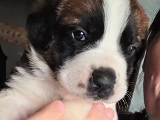 Saint Bernard dogs - Ad 24