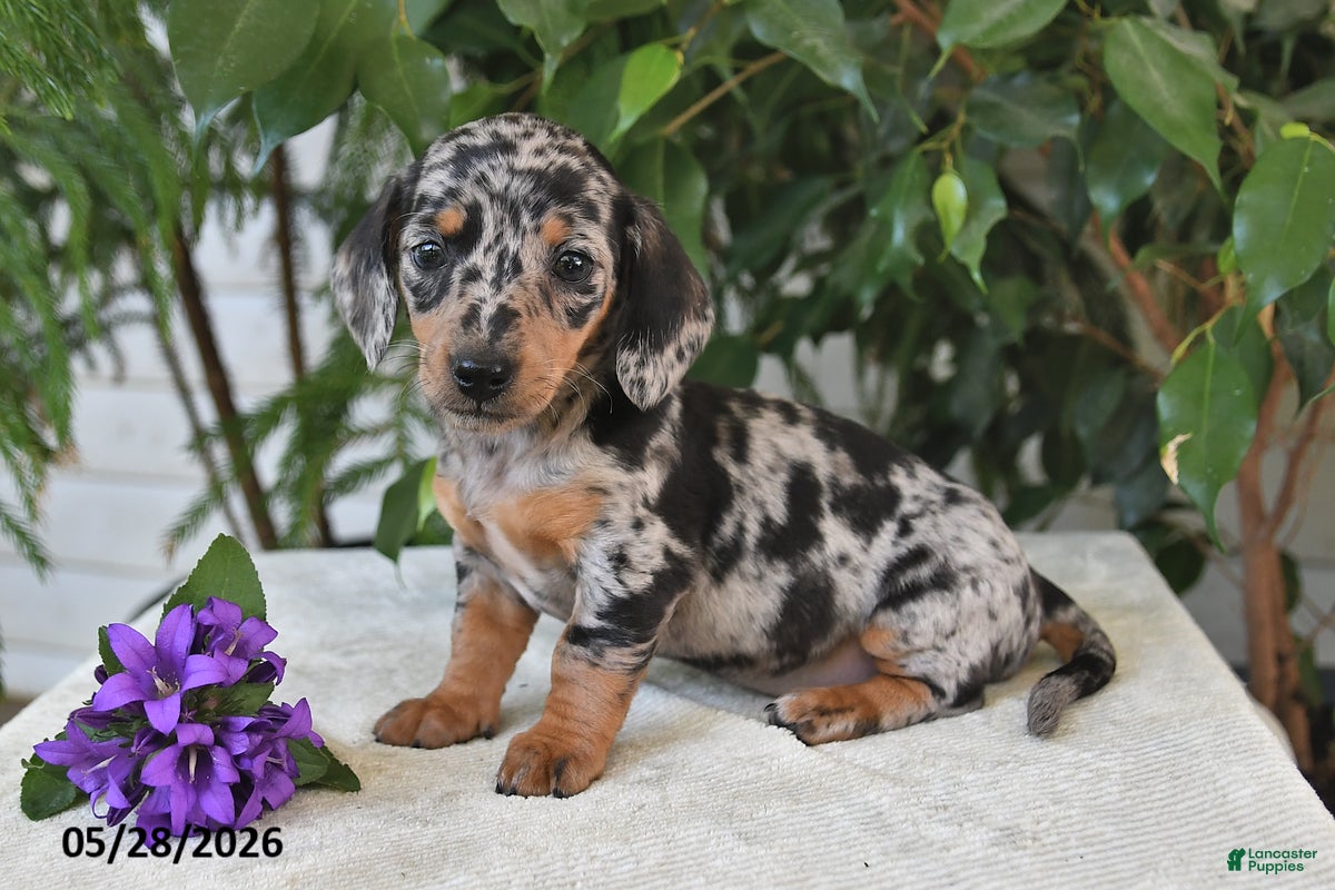 Dachshund dogs Oakley - Ad 2