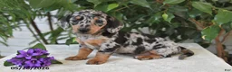 Dachshund dogs for sale: Oakley - Ad 2