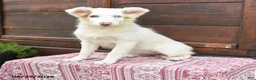 Miniature Australian Shepherd dogs for sale: Gertrude - Ad 1